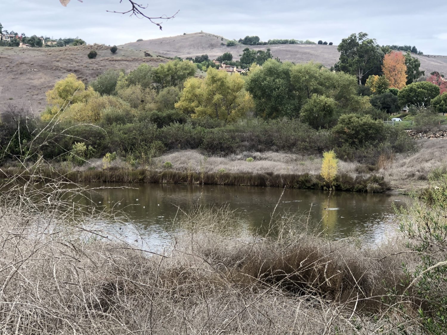 Hiking Irvine: Shady Canyon Trail - Irvine Weekly