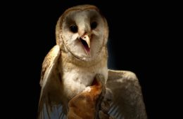 Smokey the barn owl