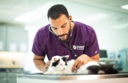 Vet Techs care for a cat.