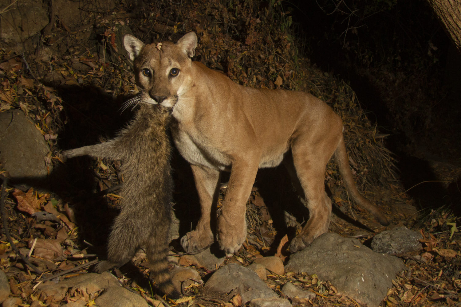 Orange County Mountain Lions