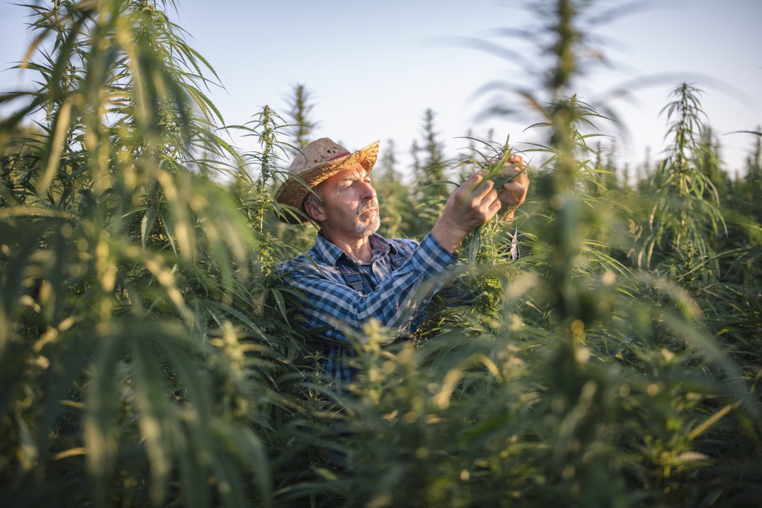 Front view of senior farmer inspecting cannabis plants in agriculture fields.